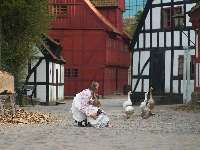 Die Gänse watscheln frei herum in Den Gamle By.